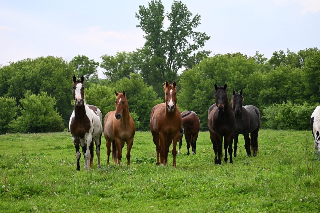 The Real Cost of Owning a Horse (and Why We’d Still Do It All Over Again)